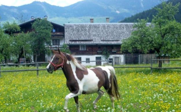 Jugendgaestehaus Gosauschmied Extérieur photo